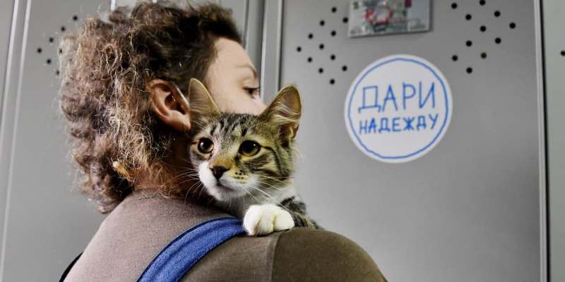 Новых хозяев в столичных приютах ждут более 17 тысяч животных